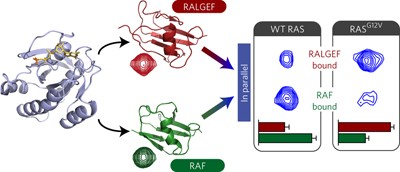 Integrated RAS signaling defined by parallel NMR detection of effectors and regulators