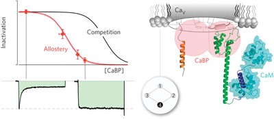 Allostery in Ca<sup>2+</sup> channel modulation by calcium-binding proteins