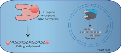 An orthogonal DNA replication system in yeast