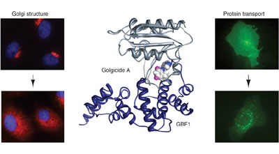 Golgicide A reveals essential roles for GBF1 in Golgi assembly and function