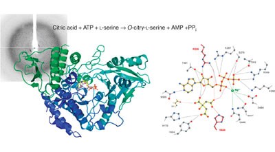 AcsD catalyzes enantioselective citrate desymmetrization in siderophore biosynthesis