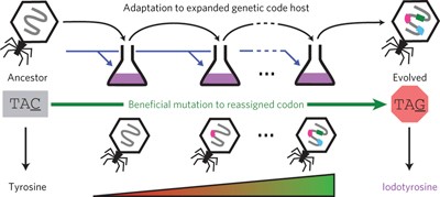 Bacteriophages use an expanded genetic code on evolutionary paths to higher fitness