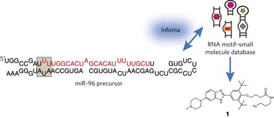Sequence-based design of bioactive small molecules that target precursor microRNAs