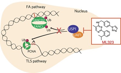 A selective USP1–UAF1 inhibitor links deubiquitination to DNA damage responses