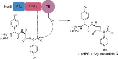 Epimerization and substrate gating by a TE domain in β-lactam antibiotic biosynthesis