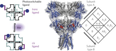 Tethered ligands reveal glutamate receptor desensitization depends on subunit occupancy