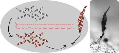 A wax ester promotes collective host finding in the nematode <i>Pristionchus pacificus</i>
