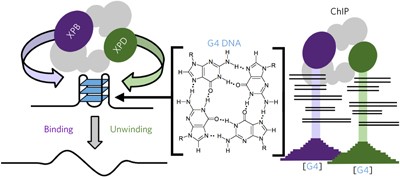 G quadruplexes are genomewide targets of transcriptional helicases XPB and XPD