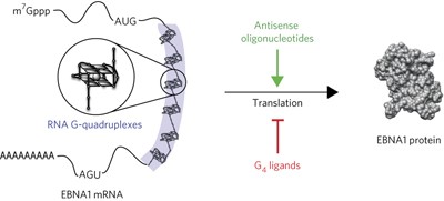 G-quadruplexes regulate Epstein-Barr virus–encoded nuclear antigen 1 mRNA translation