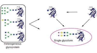 Emerging methods for the production of homogeneous human glycoproteins