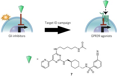 Target identification for a Hedgehog pathway inhibitor reveals the receptor GPR39