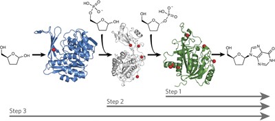 Bioretrosynthetic construction of a didanosine biosynthetic pathway