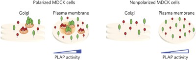 Golgi sorting regulates organization and activity of GPI proteins at apical membranes