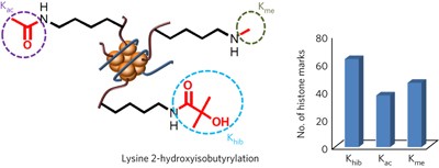 Lysine 2-hydroxyisobutyrylation is a widely distributed active histone mark