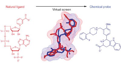 Identification of a chemical probe for NAADP by virtual screening
