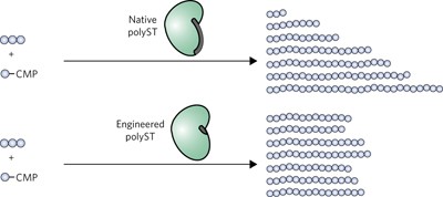Engineering the product profile of a polysialyltransferase