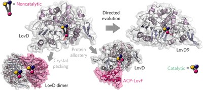 The role of distant mutations and allosteric regulation on LovD active site dynamics