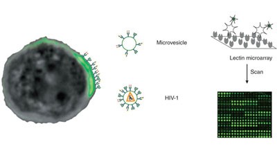 HIV-1 and microvesicles from T cells share a common glycome, arguing for a common origin