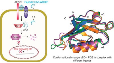 Inhibition of Wnt signaling by Dishevelled PDZ peptides