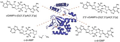 Cyclic dinucleotides bind the C-linker of HCN4 to control channel cAMP responsiveness
