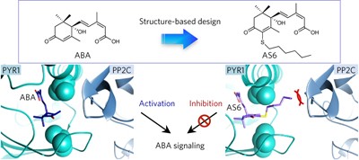 Designed abscisic acid analogs as antagonists of PYL-PP2C receptor interactions