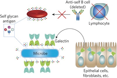 Microbial glycan microarrays define key features of host-microbial interactions