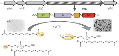 A multifunctional enzyme is involved in bacterial ether lipid biosynthesis