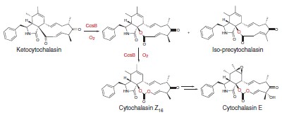 A carbonate-forming Baeyer-Villiger monooxygenase