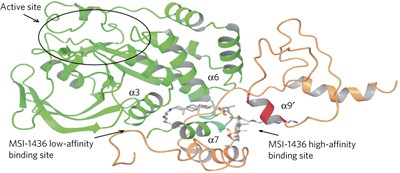 Targeting the disordered C terminus of PTP1B with an allosteric inhibitor