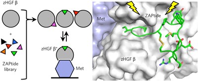 An allosteric switch for pro-HGF/Met signaling using zymogen activator peptides