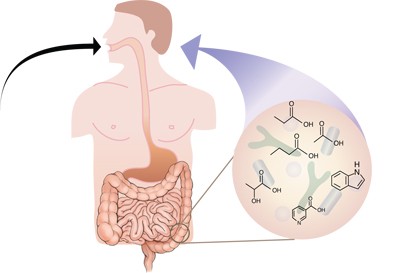 Gut microbiota–generated metabolites in animal health and disease