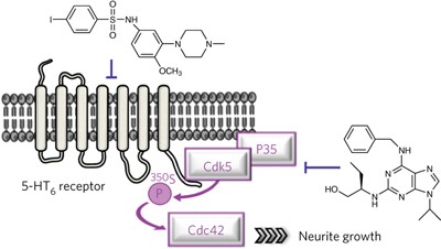 Cdk5 induces constitutive activation of 5-HT<sub>6</sub> receptors to promote neurite growth