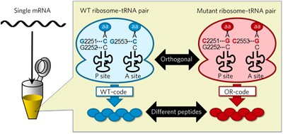 An orthogonal ribosome-tRNA pair via engineering of the peptidyl transferase center