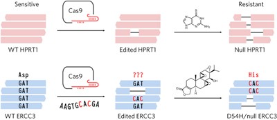 DNA sequencing and CRISPR-Cas9 gene editing for target validation in mammalian cells