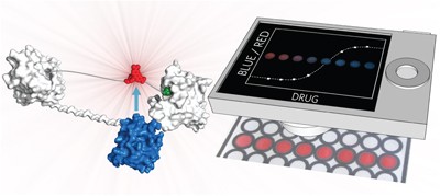 Bioluminescent sensor proteins for point-of-care therapeutic drug monitoring