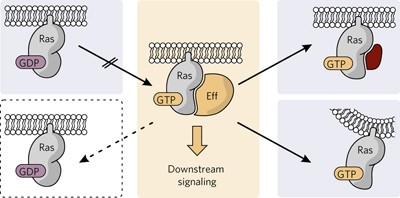 Small-molecule modulation of Ras signaling