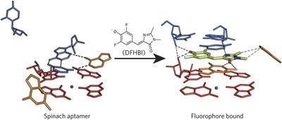 A G-quadruplex–containing RNA activates fluorescence in a GFP-like fluorophore