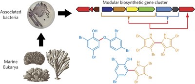 Biosynthesis of polybrominated aromatic organic compounds by marine bacteria