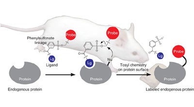 Ligand-directed tosyl chemistry for protein labeling <i>in vivo</i>