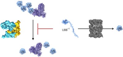 Extended ubiquitin species are protein-based DUB inhibitors