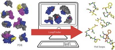 Comprehensive analysis of loops at protein-protein interfaces for macrocycle design