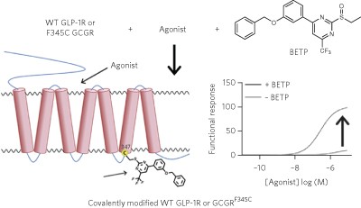 A potentiator of orthosteric ligand activity at GLP-1R acts via covalent modification
