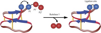 Butelase 1 is an Asx-specific ligase enabling peptide macrocyclization and synthesis