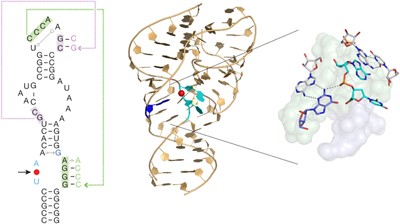 Crystal structure and mechanistic investigation of the twister ribozyme