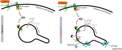 Endosomal GPCR signaling turned off by negative feedback actions of PKA and v-ATPase