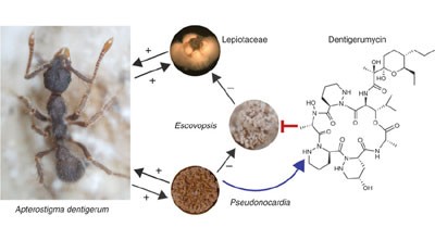 Dentigerumycin: a bacterial mediator of an ant-fungus symbiosis