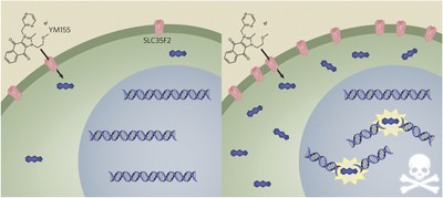 The solute carrier SLC35F2 enables YM155-mediated DNA damage toxicity