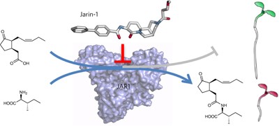 A chemical inhibitor of jasmonate signaling targets JAR1 in <i>Arabidopsis thaliana</i>