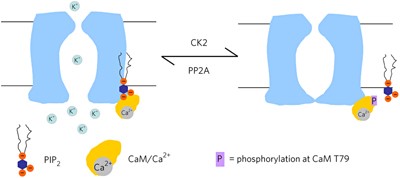 Selective phosphorylation modulates the PIP<sub>2</sub> sensitivity of the CaM–SK channel complex