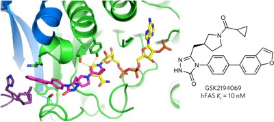 A human fatty acid synthase inhibitor binds β-ketoacyl reductase in the keto-substrate site
